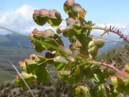 Euphorbia natalensis cyathia